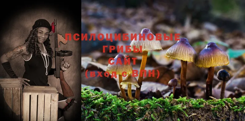 дарнет шоп  Козловка  Галлюциногенные грибы Cubensis 