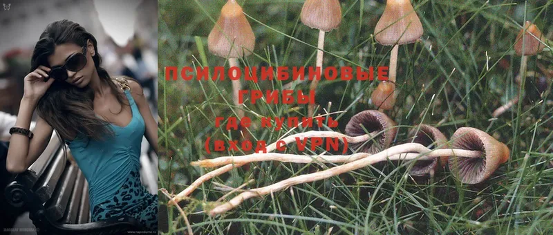 Псилоцибиновые грибы Psilocybe Козловка